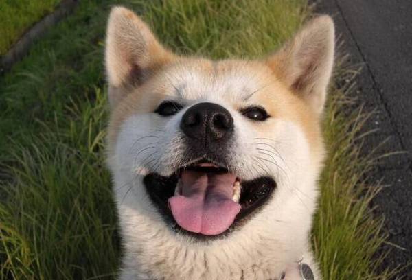 ����Ȯ��ʲô�ã�����Ȯ��Щ��˳����