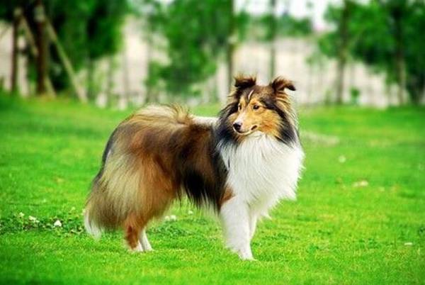 ����Ȯ��ʲô�ã�����Ȯ��Щ��˳����