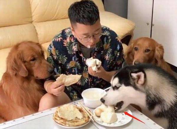 狗狗磁感应主人的3个方式 ,你造吗? 狗狗磁感应主人的3个方式 ,你造吗?