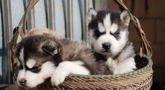 ȮָҪùƽķչֹؼҪΣ