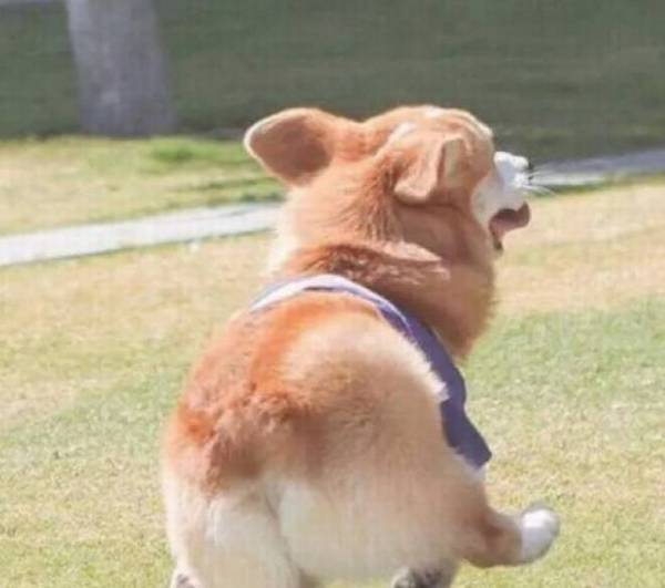 �»�������ι��ָ������֪���Ƕ��٣�һ��ѧϰ��