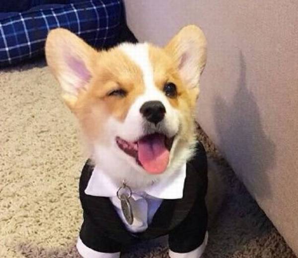 �»�������ι��ָ������֪���Ƕ��٣�һ��ѧϰ��