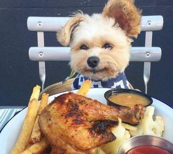 “家教好”的狗狗,自小就会有这5大主要表现,你们家狗狗有没有? “家教好”的狗狗,自小就会有这5大主要表现,你们家狗狗有没有