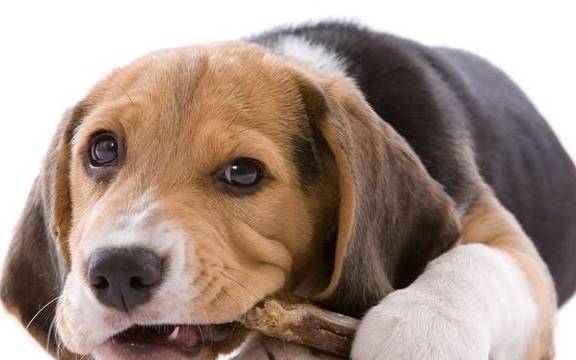 “家教好”的狗狗,自小就会有这5大主要表现,你们家狗狗有没有? “家教好”的狗狗,自小就会有这5大主要表现,你们家狗狗有没有