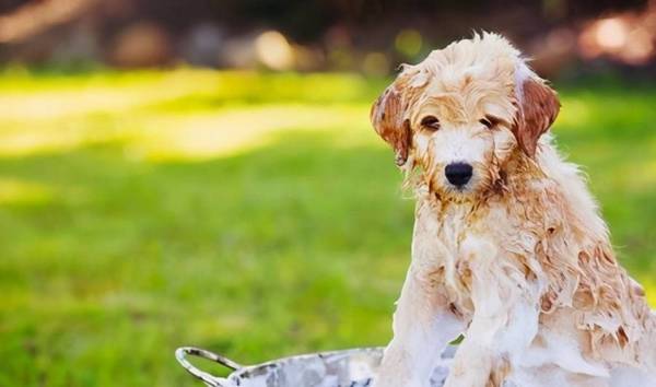 夏天给狗狗洗澡的5个忌讳,那样做便是在损害他们! 夏天给狗狗洗澡的5个忌讳,那样做便是在损害他们!