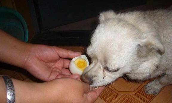 揭密！狗狗鸡蛋黄美毛的密秘：每天填补蛋黄，就能帮狗狗美毛？