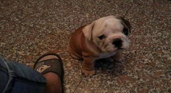 想养狗但不愿遛猫遛狗?下边5种小狗最合适,活动量尤其小 想养狗但不愿遛猫遛狗?下边5种小狗最合适,活动量尤其小