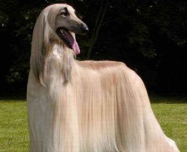 最懒的4种狗狗,萨摩耶入选,一起来看看我们家的狗狗入选了没有 最懒的4种狗狗,萨摩耶入选,一起来看看我们家的狗狗入选了没有