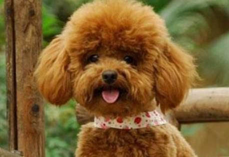 本来全是泰迪犬,性情却大不一样,你们家狗狗是哪一种种类呢? 本来全是泰迪犬,性情却大不一样,你们家狗狗是哪一种种类呢?