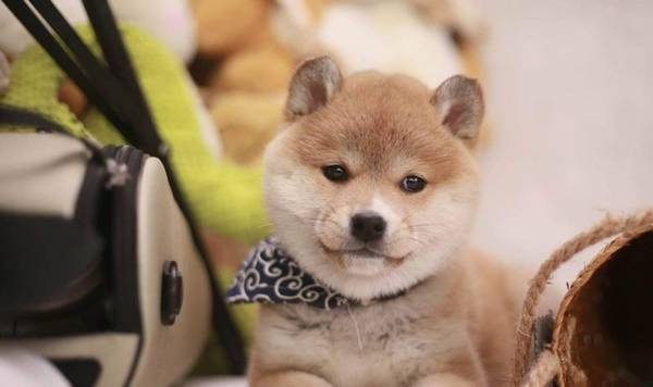 柴犬毛色的密秘,深棕色好或是浅色系好? 柴犬毛色的密秘,深棕色好或是浅色系好?