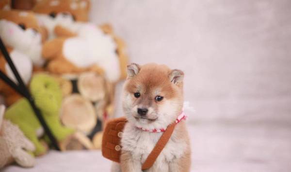 柴犬毛色的密秘,深棕色好或是浅色系好? 柴犬毛色的密秘,深棕色好或是浅色系好?