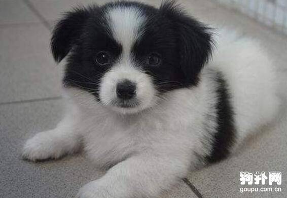 ������һ�����Ǯһֻ����