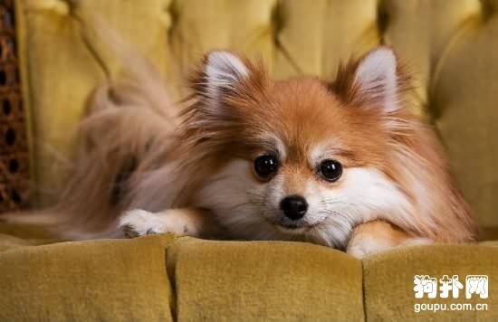 �����ѡһֻ���Լ��Ը�����Ĺ���