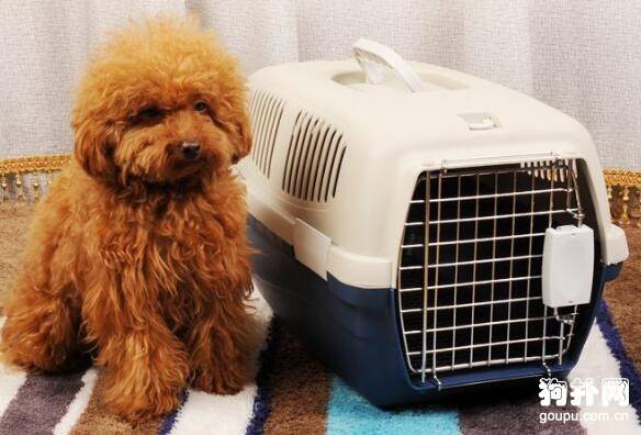 国内高铁上可不可以托运宠物狗啊? 国内高铁上可不可以托运宠物狗啊?