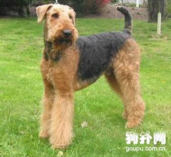 【万能梗标准】教你挑选一只纯种万能梗 【万能梗标准】教你挑选一只纯种万能梗