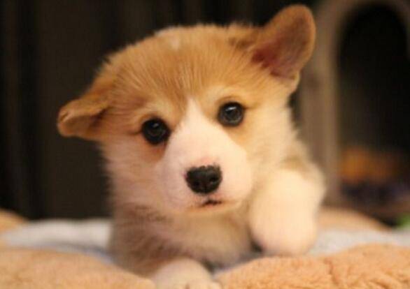 适合家养的中小型犬 适合家养的中小型犬