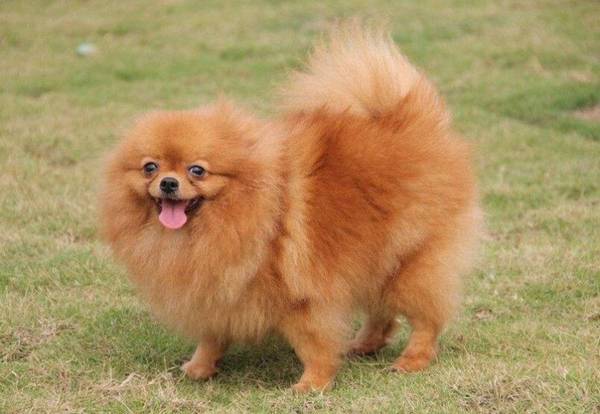 适合家养的中小型犬 适合家养的中小型犬