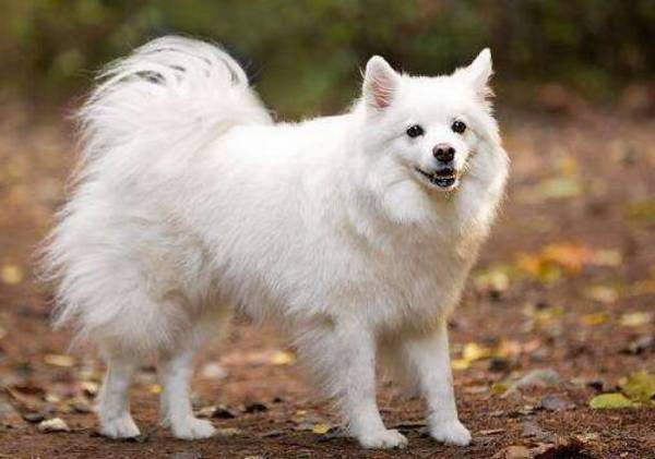 中型犬有哪些品种,中型犬种类 中型犬有哪些品种,中型犬种类