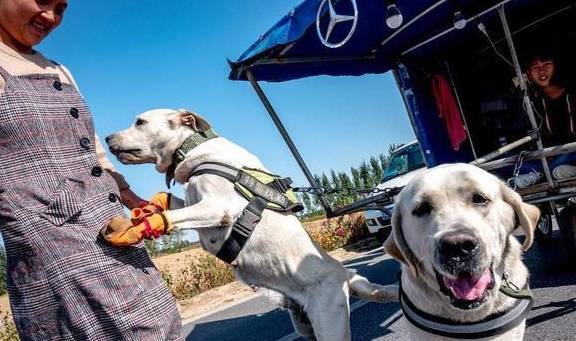 如果你家拉布拉多不懂事,那就“家法伺候”,这5种处罚它都怕 如果你家拉布拉多不懂事,那就“家法伺候”,这5种处罚它都怕