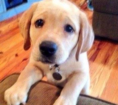 如果你家拉布拉多不懂事,那就“家法伺候”,这5种处罚它都怕 如果你家拉布拉多不懂事,那就“家法伺候”,这5种处罚它都怕