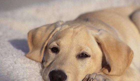 如果你家拉布拉多不懂事,那就“家法伺候”,这5种处罚它都怕 如果你家拉布拉多不懂事,那就“家法伺候”,这5种处罚它都怕