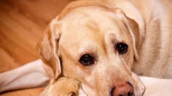 如果你家拉布拉多不懂事,那就“家法伺候”,这5种处罚它都怕 如果你家拉布拉多不懂事,那就“家法伺候”,这5种处罚它都怕