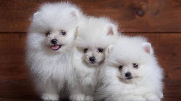 针对小狗,很多人都表示羡慕: 针对小狗,很多人都表示羡慕: