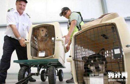 宠物狗航空托运、汽车托运分别多少钱? 宠物狗航空托运、汽车托运分别多少钱?