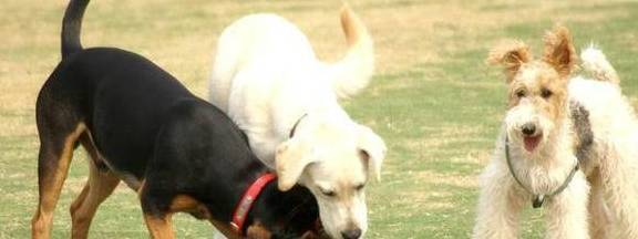 狗狗中间怎么会有喜歡和反感之分呢? 狗狗中间怎么会有喜歡和反感之分呢?