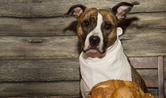 狗狗该如何喂养,给狗狗提升营养成分千万别深陷这好多个错误观念 狗狗该如何喂养,给狗狗提升营养成分千万别深陷这好多个错误观念