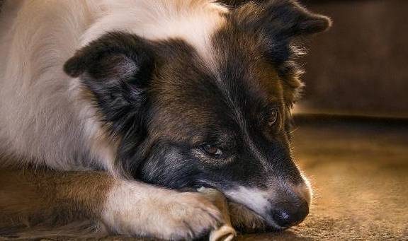 狗狗该如何喂养,给狗狗提升营养成分千万别深陷这好多个错误观念 狗狗该如何喂养,给狗狗提升营养成分千万别深陷这好多个错误观念