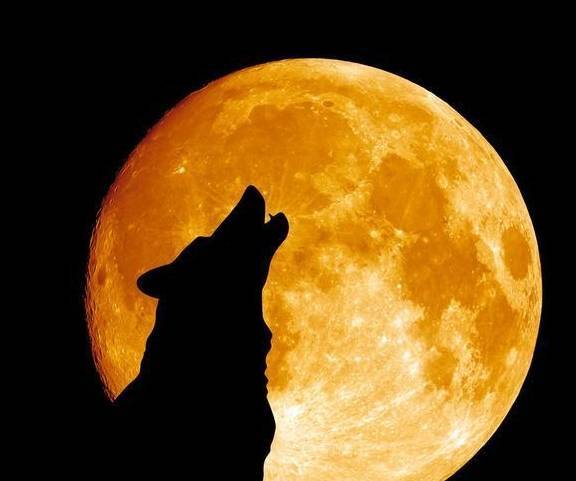 狗突然学狼叫的五个原因,也许是在暗示你一些事情 狗突然学狼叫的五个原因,也许是在暗示你一些事情