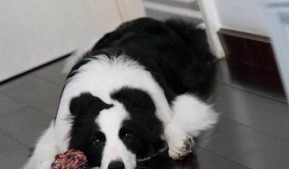 狗突然学狼叫的五个原因,也许是在暗示你一些事情 狗突然学狼叫的五个原因,也许是在暗示你一些事情