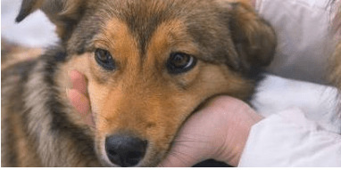 狗狗冲着气体乱吠,是看见哪些了没有? 狗狗冲着气体乱吠,是看见哪些了没有?