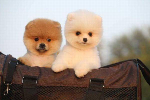 有时摸狗的爪子,但狗却被拒绝,不让人摸 有时摸狗的爪子,但狗却被拒绝,不让人摸