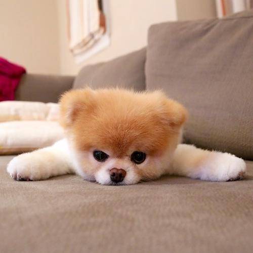 大多数女孩更喜欢小动物,喜欢狗 大多数女孩更喜欢小动物,喜欢狗