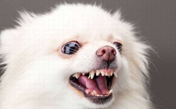 ��Ƣ�����á�û���˸��۸��ġ���󹷹������ǼҰ�û��