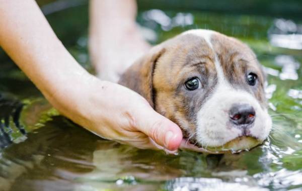 ������Щʹ�������϶̵Ĺ��������ٵĻ��Сѧ�����У�