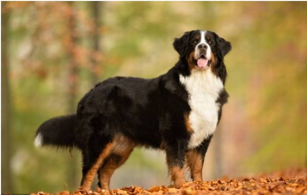 ������Щʹ�������϶̵Ĺ��������ٵĻ��Сѧ�����У�