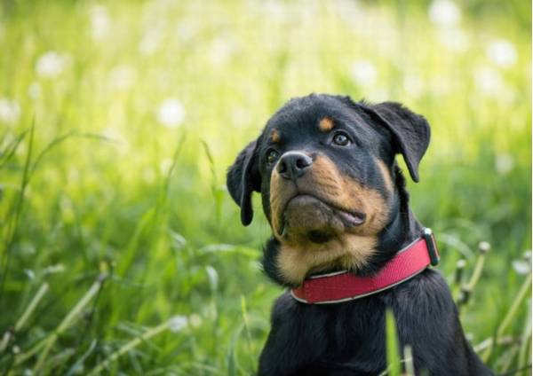 ������Щʹ�������϶̵Ĺ��������ٵĻ��Сѧ�����У�