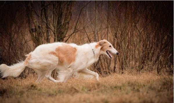 ������Щʹ�������϶̵Ĺ��������ٵĻ��Сѧ�����У�