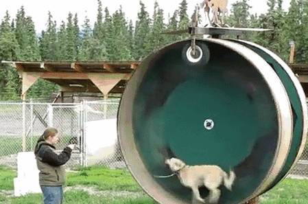 这几类“遛猫遛狗”习惯性,会造成狗狗“短寿”,主人要了解 这几类“遛猫遛狗”习惯性,会造成狗狗“短寿”,主人要了解