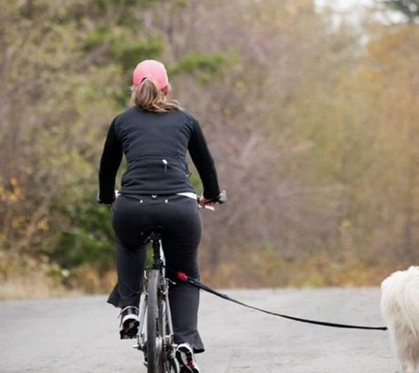 这几类“遛猫遛狗”习惯性,会造成狗狗“短寿”,主人要了解 这几类“遛猫遛狗”习惯性,会造成狗狗“短寿”,主人要了解