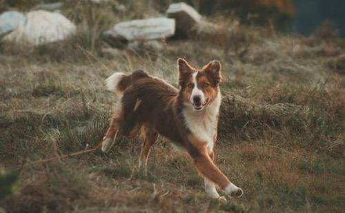 汪星人养动物第一事,要搞清楚哪些对狗狗最重要的 汪星人养动物第一事,要搞清楚哪些对狗狗最重要的