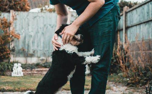 汪星人养动物第一事,要搞清楚哪些对狗狗最重要的 汪星人养动物第一事,要搞清楚哪些对狗狗最重要的