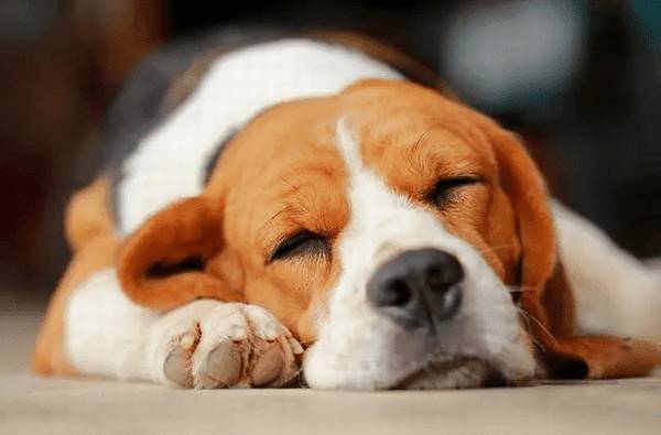 狗狗千奇百怪的睡姿，到底有什么含义？