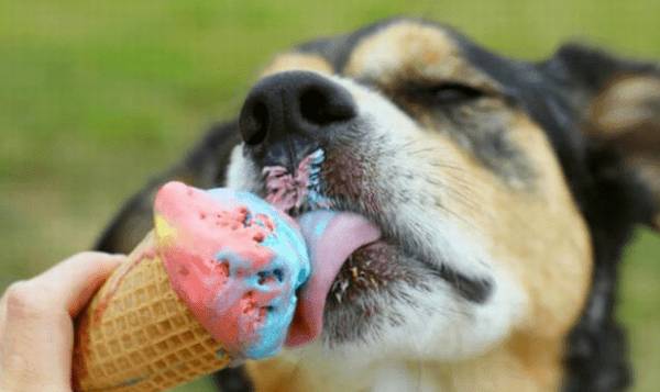 夏季狗狗能吃冰淇淋吗？小宠医生解读夏季狗狗能不能吃冰淇淋