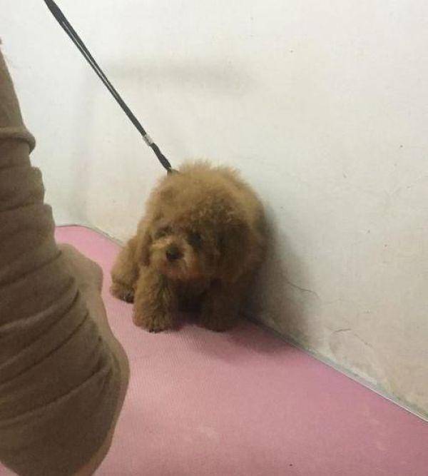 ��̩��ȥ��ë��С���̫���������е�������ģ������Ժ���ȫ����