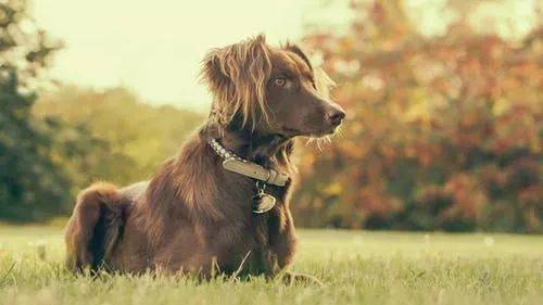 夏季要把小狗毛剃光才凉爽?这将会会损害到汪星人肌肤和身心健康! 夏季要把小狗毛剃光才凉爽?这将会会损害到汪星人肌肤和身心健康