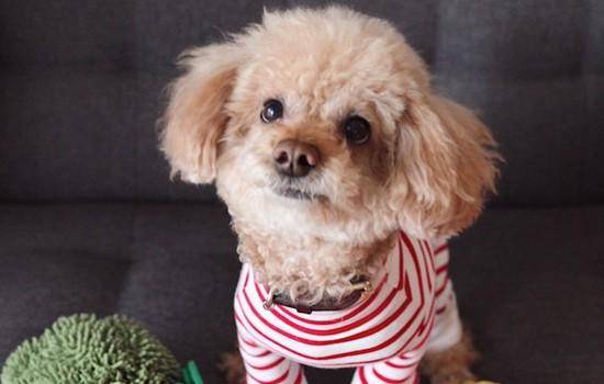 给小狗梳毛要用几种梳子你清晰吗简单详解三种梳子 给小狗梳毛要用几种梳子你清晰吗简单详解三种梳子